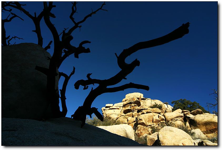 54934541_JoshuaTreeNP085color.jpg