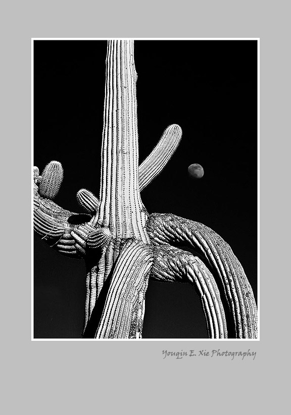 Saguaro2.jpg