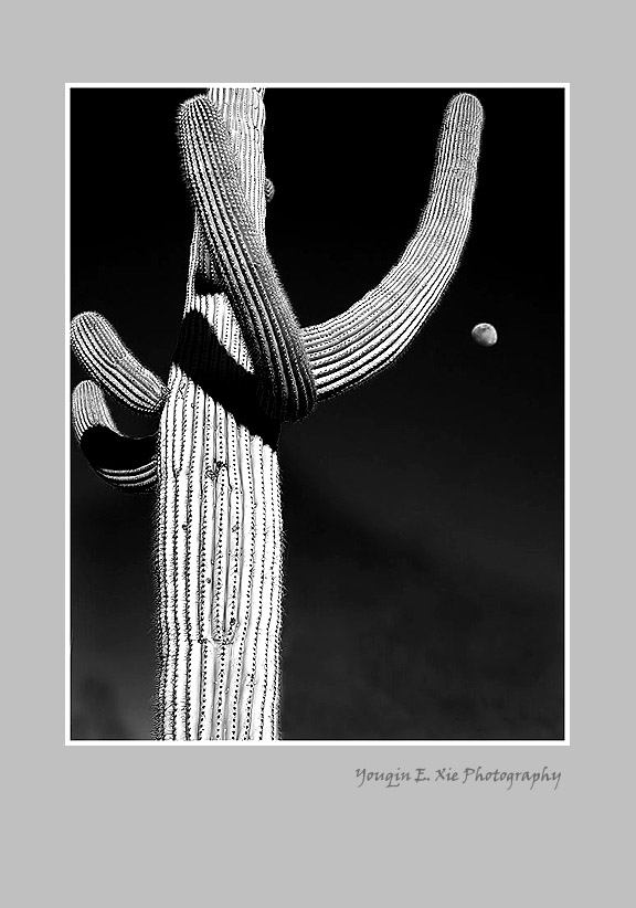 Saguaro3.jpg
