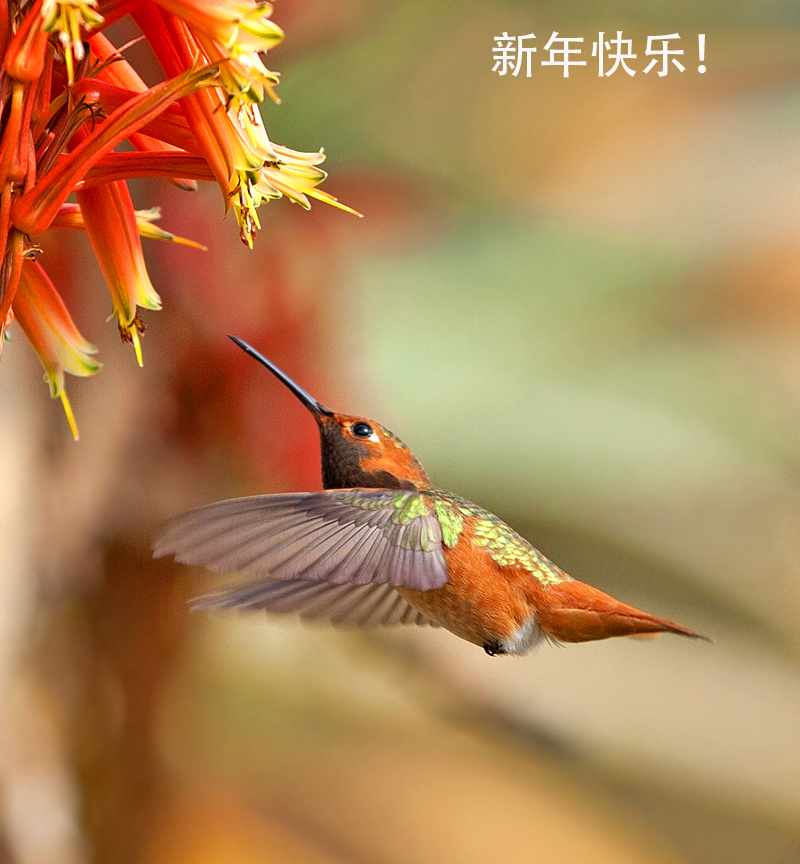 IMG_9631CC1.jpg