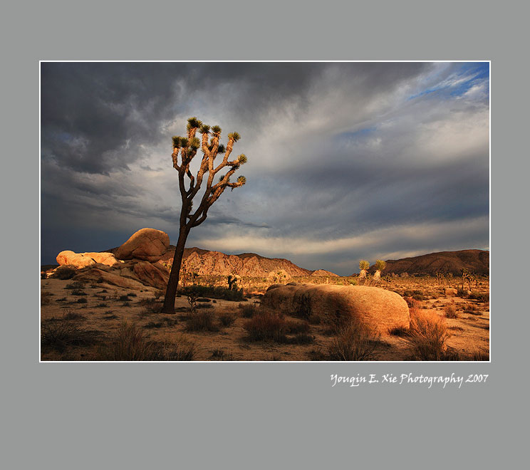 Joshua-072007-C.jpg