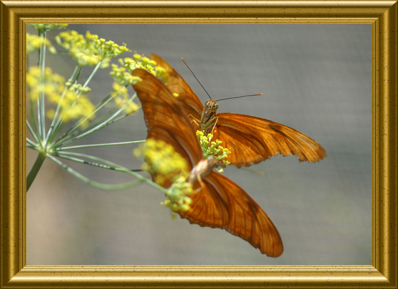 ---PICT0017.JPG