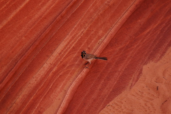 DSC_0380_resize.JPG