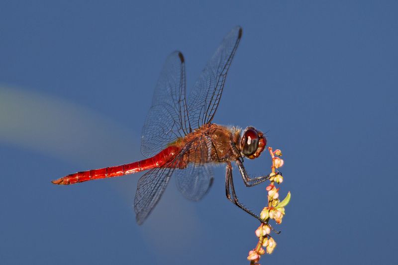 CP1D9786.jpg
