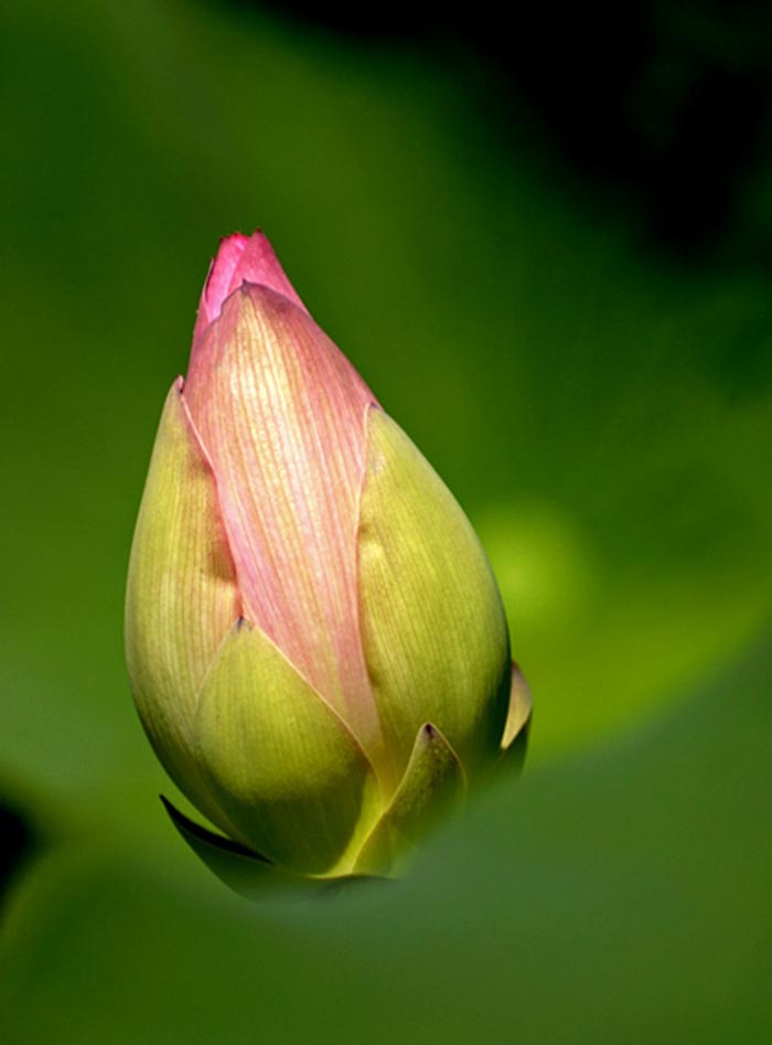 lotus #1.jpg
