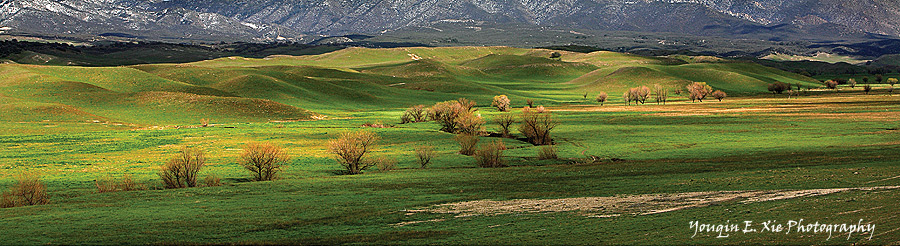 Anza_GreenTrees_2.jpg