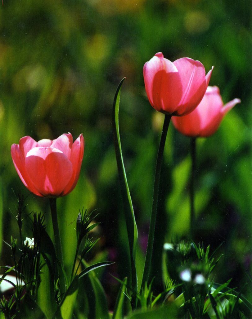 Scan058.JPG