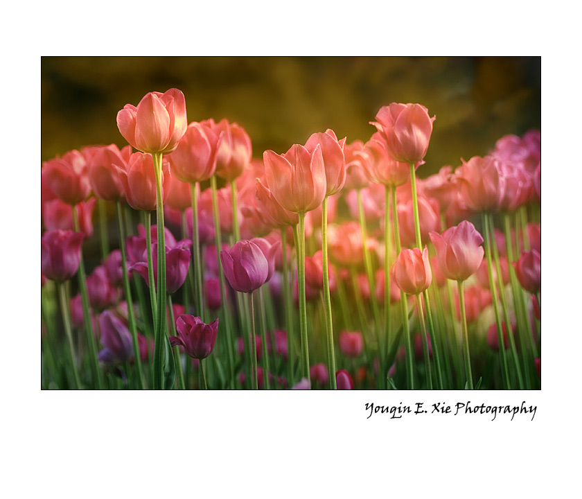 Tulip_2427B_F.jpg