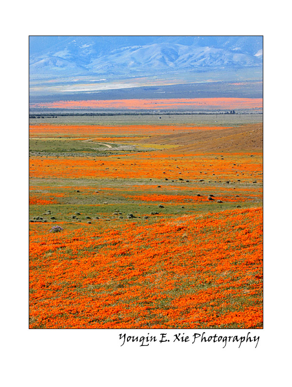 PoppyField_2981_F.jpg