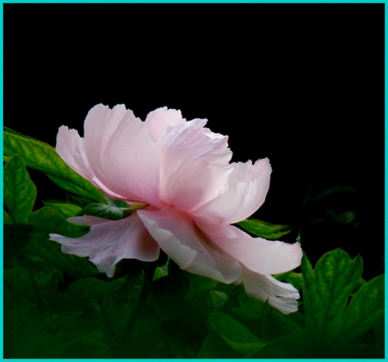 blossom 1.jpg