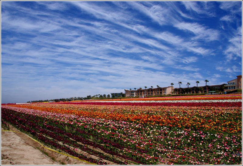 blossome ok 1.jpg