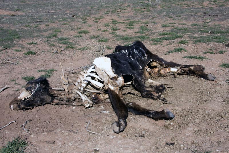 COW #2.jpg