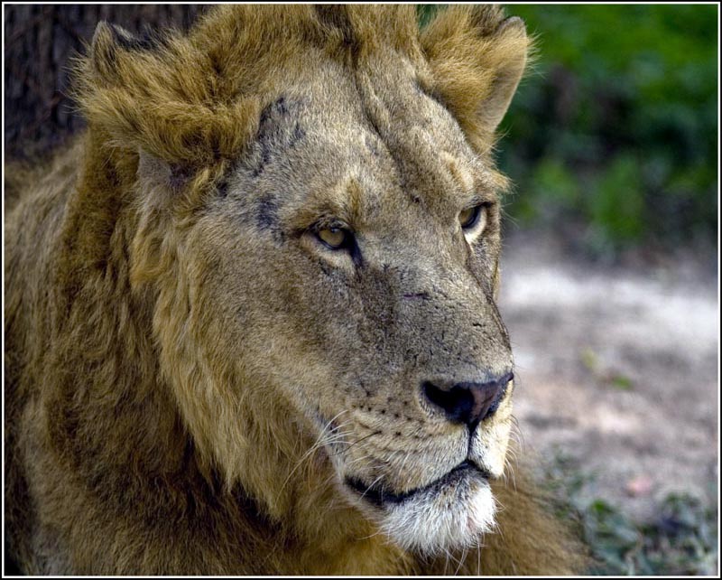 1 lion.jpg