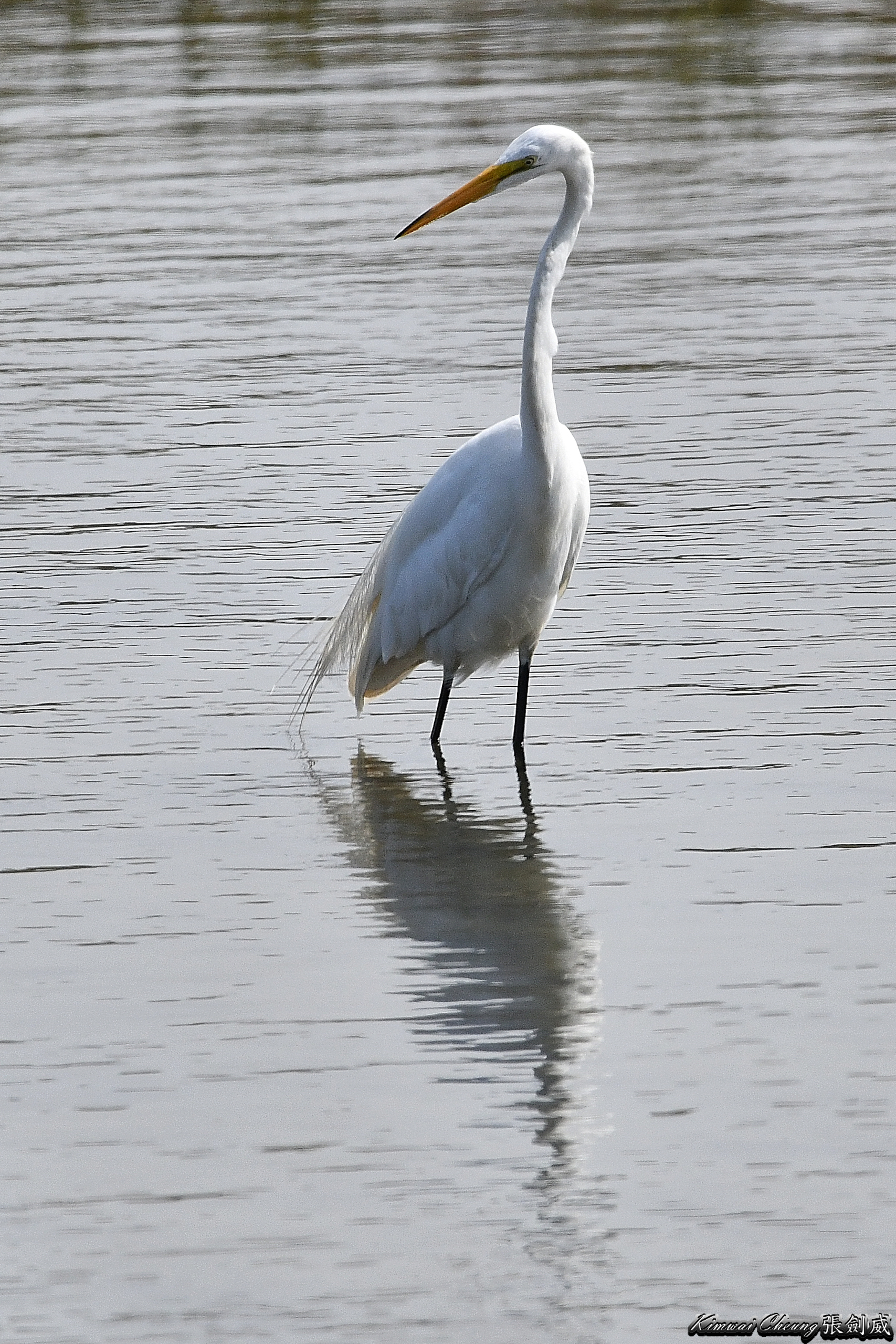 DSC_0733s.JPG