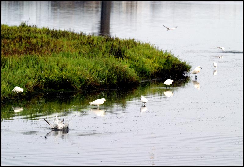 herons.jpg