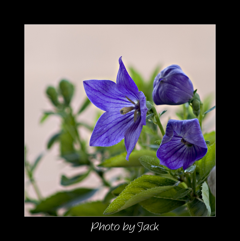 CRW_4911_a.jpg