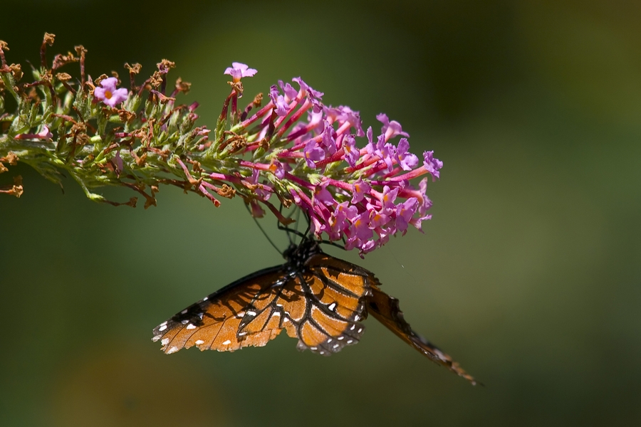 Btf_08064.jpg