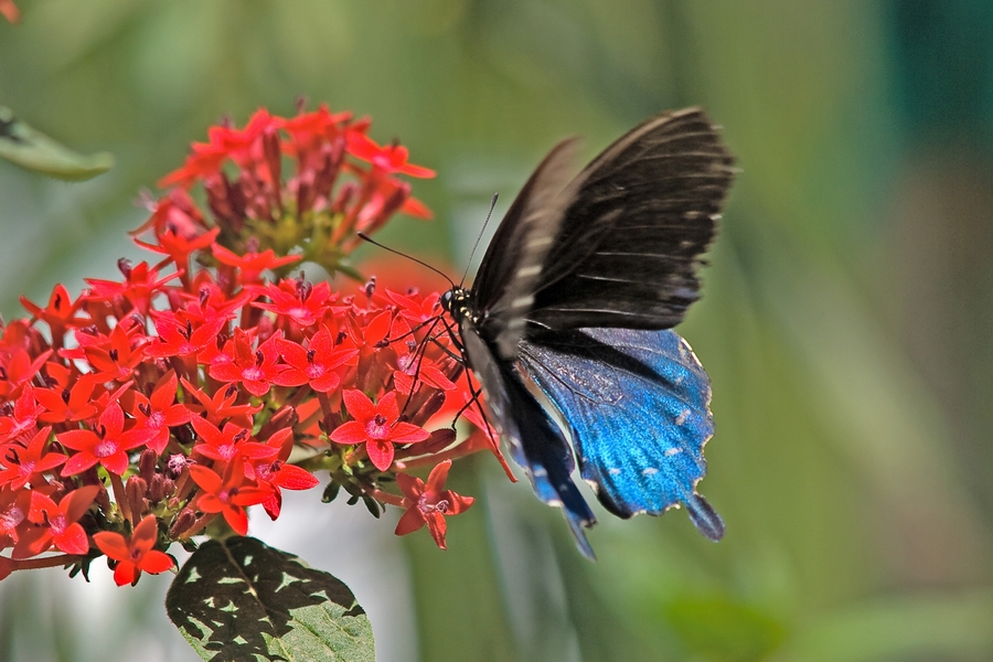 Btf_08069.jpg