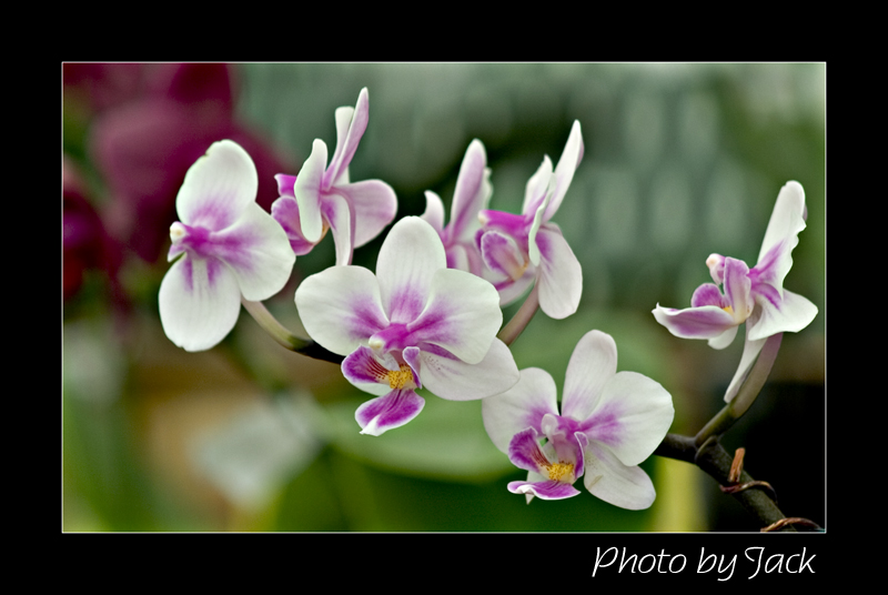 CRW_5079_a.jpg