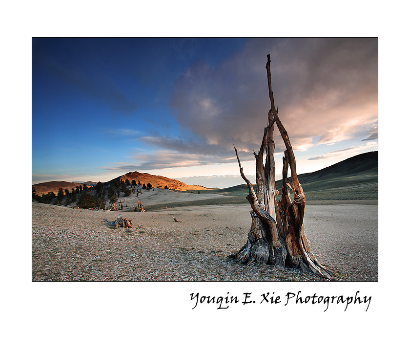 Bristlecone_6512_F.jpg