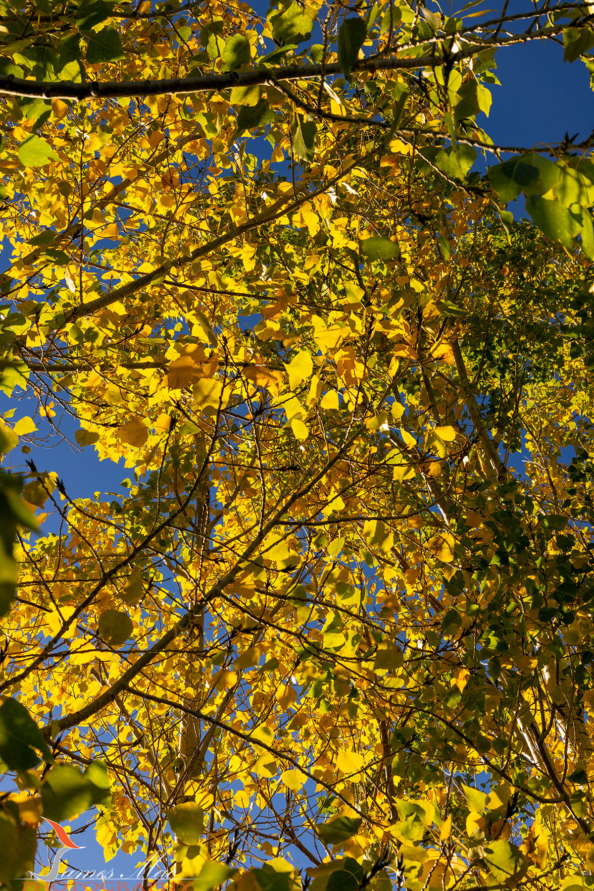 EJ0A4031 copy.jpg