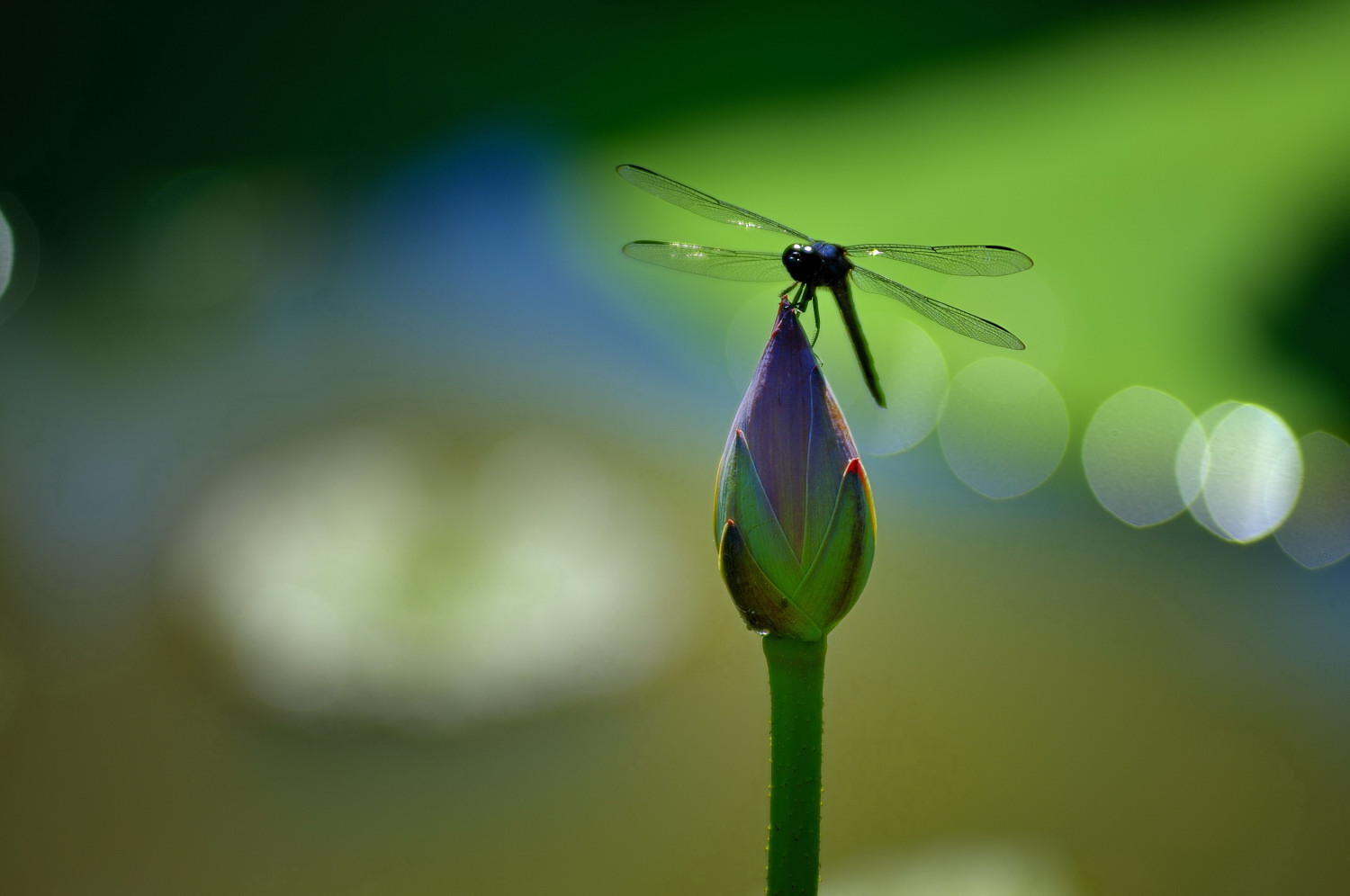 _DSC5254_01.JPG
